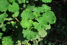 Geranium Leaves