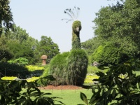 Giant Peacock Topiary