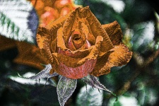 Golden Rose