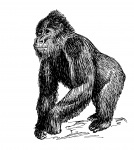 Gorilla Clipart Illustration