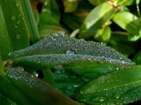Drops Of Water, Foliage