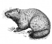 Groundhog Illustration Clipart
