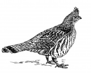Grouse Bird Illustration Clipart