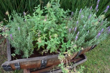Growing Herbs In Barrel