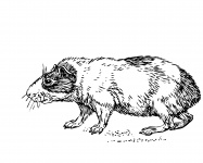 Guinea Pig Illustration Clipart