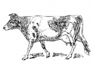 Guernsey Cow Clipart Illustration