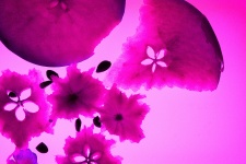 Half Eaten Fruit In Pink Backlight