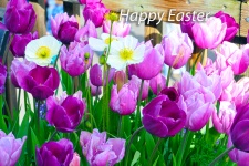 Happy Easter Tulips