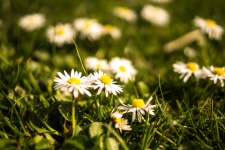 Green Grass And Daisies