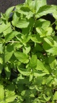 Home Grown Mint Plant