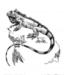 Iguana Illustration Clipart