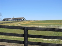 Kentucky Thoroughbred Horse Farm