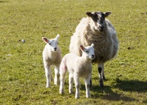 Lambs And Mother Sheep