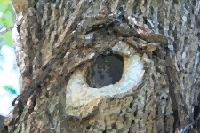 Lesion On Tree Trunk Resembling Eye