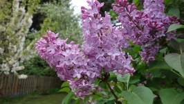 Lilacs, Double Bloom