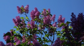 Lilacs 1