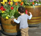 Little Boy And Tulips