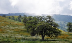 Lone Tree In Green Meadows