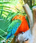 Macaw Parrot Preening Under Wing