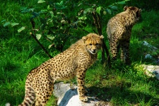 Beautiful Couple Of Cheetahs