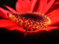 Beautiful Red Flower Daisy