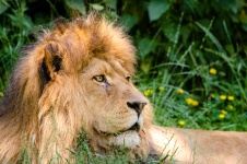 Magnificent Lion Of Africa