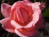 Beautiful Rose Garden