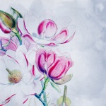 Magnolia Flowers Background Paper