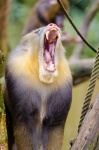 Mandrill About To Yawn