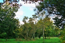 Meadow With Trees
