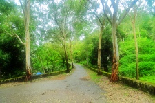 Monsoon Forest Road
