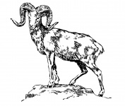 Mountain Sheep Illustration Clipart