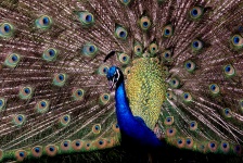 Multi-Colored Peacock
