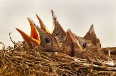 Birds Nest And Chicks