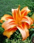 Orange Day Lily Blossom