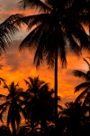 Orange Palm Tree Silhouette