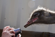Ostrich Wants A Closer Look