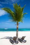 Palm Tree And Sunbeds