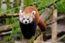 Red Panda, Ailurus Fulgens
