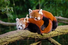 Red Pandas, Coupling