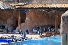 Penguins At Ushaka Sea World