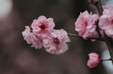 Photo Cherry Flowers