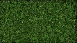 Photo Green Grass Background