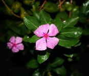 Pink Periwinkle With Droplets