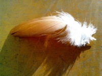 Chick Feather, Bird