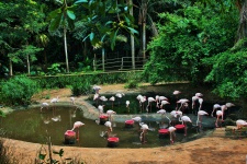 Pool With Flamingos