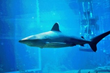 Posterized Shark Image
