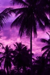 Purple Palm Tree Silhouette