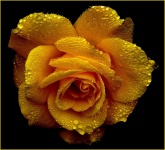 Blooming Yellow Rose, Dew