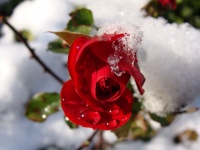 Rose Red, Snow, Water Drops